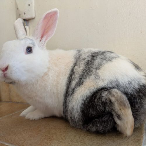 Lapin mâle, 5 ans et demi