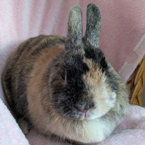 Femelle, 5 ans et demi