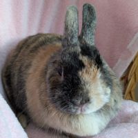 Femelle, 5 ans et demi