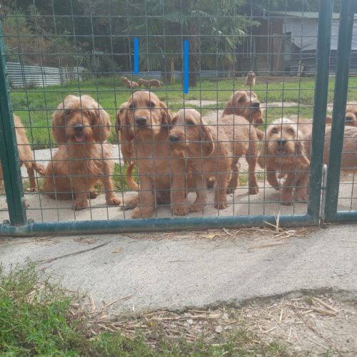Chiots basset fauve de bretagne grandes lignées #0