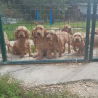 Chiots basset fauve de bretagne grandes lignées