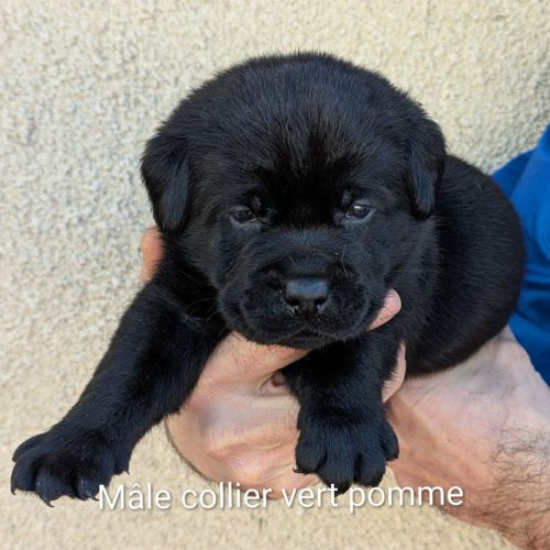 A réserver chiots labrador. parents testés. lof. #2