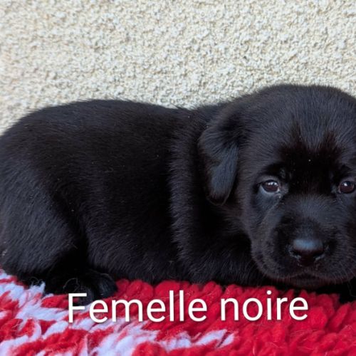 A réserver chiots labrador. parents testés. lof. #3