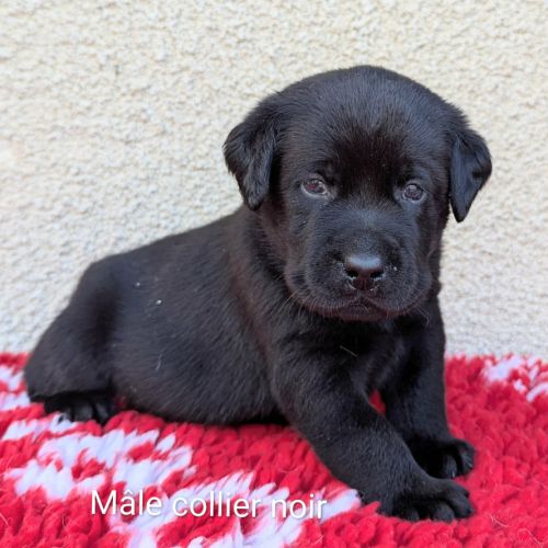 A réserver chiots labrador. parents testés. lof. #4
