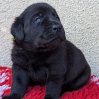 A réserver chiots labrador. parents testés. lof. #1