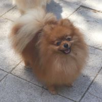 Spitz orange 2 ans, 2kg