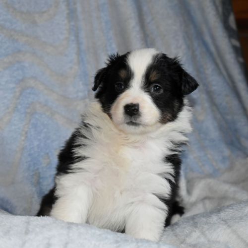 Chiots bergers américains miniatures #0