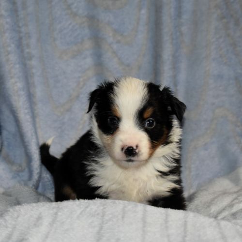 Chiots bergers américains miniatures #2