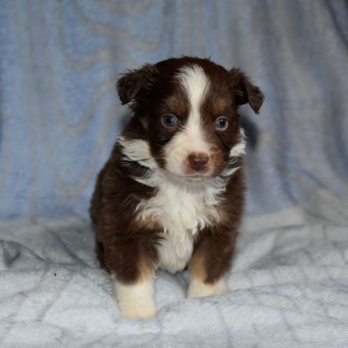 Chiots bergers américains miniatures #4