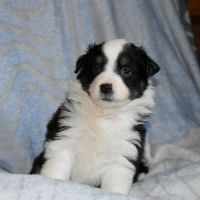 Chiots bergers américains miniatures