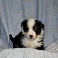 Chiots bergers américains miniatures #2