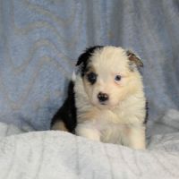 Chiots bergers américains miniatures #3