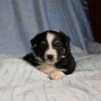 Chiots bergers américains miniatures #5