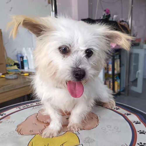 Mia se trouve dans un refuge en chine