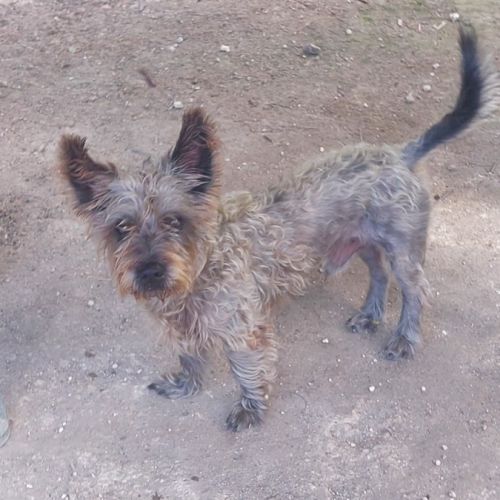 Vetiver se trouve dans un refuge en guadeloupe #1