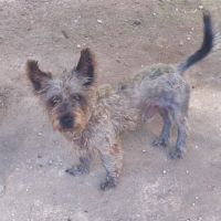 Vetiver se trouve dans un refuge en guadeloupe #1