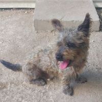 Vetiver se trouve dans un refuge en guadeloupe #0