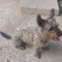 Vetiver se trouve dans un refuge en guadeloupe #3