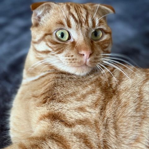 Muffin- adoption en cours