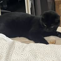 Chat reglisse à l adoption #4