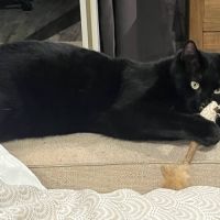 Chat reglisse à l adoption