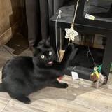 Chat reglisse à l adoption #3