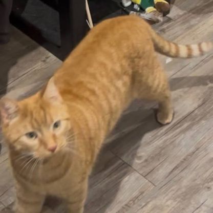 Chat caramel à l adoption #0