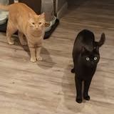 Chat caramel à l adoption #2