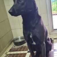 Chien osiris à l adoption