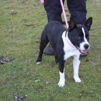 Chien rafale à l adoption