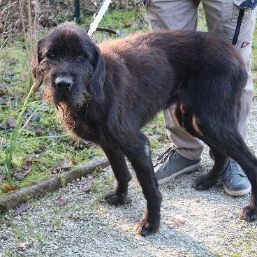 Chien fidji à l adoption
