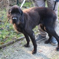 Chien fidji à l adoption