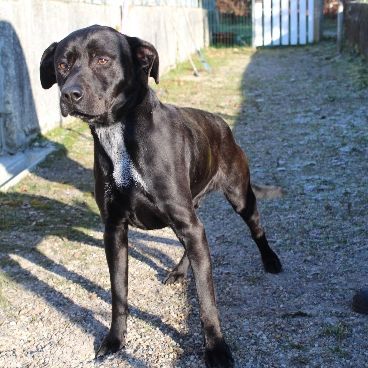 Chien jamy à l adoption