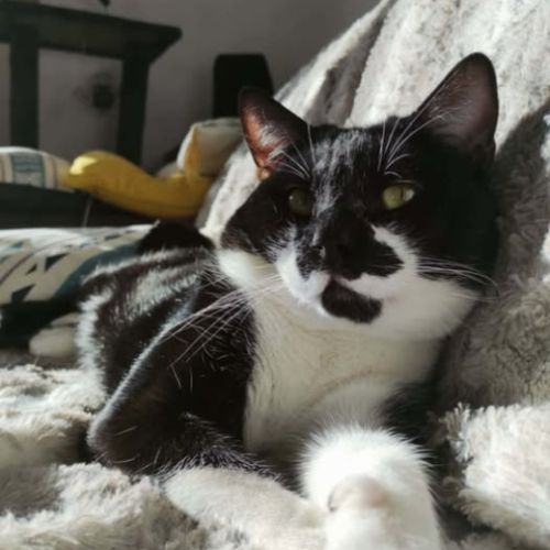 Chat simba à l adoption