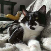 Chat simba à l adoption #0