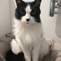 Chat ugolin à l adoption