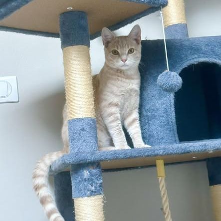 Chat charly à l adoption