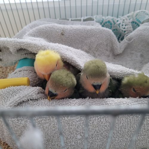 Bébés inséparables de 4 semaines