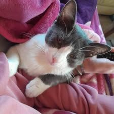 Chat ades à l adoption #2