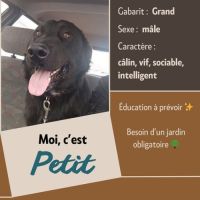 Chien petit à l adoption