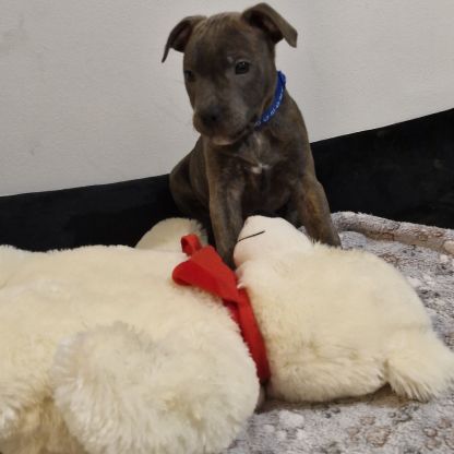 Chiot staffie