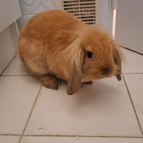 Vend lapin nain bélier femelle