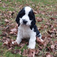 Chiots cockers anglais lof à naitre