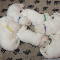 Chiots berger blanc suisse lof à réserver