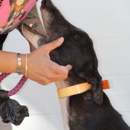 Versace, superbe greyhound sociable et ok chat ! #2