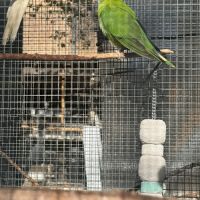 Male tête de prune #2