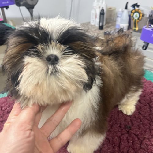 Magnifique chiots shih tzu lof #0