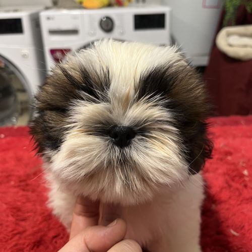 Magnifique chiots shih tzu lof #3