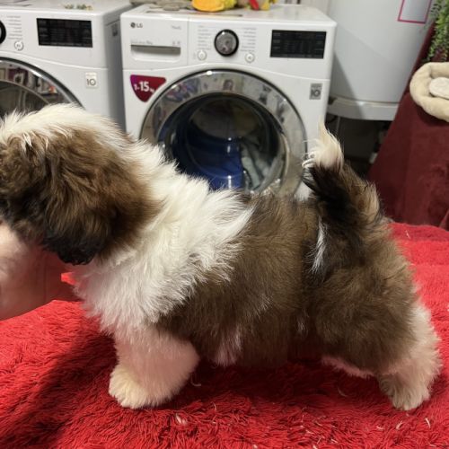 Magnifique chiots shih tzu lof #4