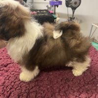 Magnifique chiots shih tzu lof #2